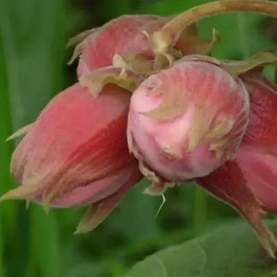 Фундук АКАДЕМИК ЯБЛОКОВ в Мозыре