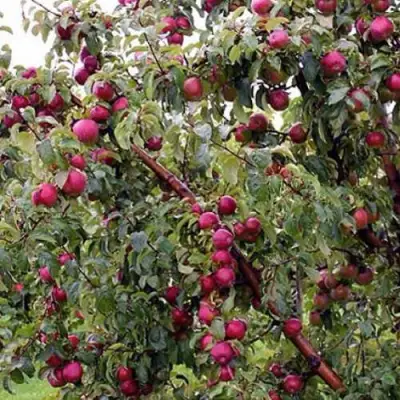 Яблоня ЛОБО в Мозыре