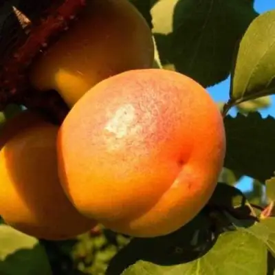 Абрикос СПАДЧЫНА в Мозыре