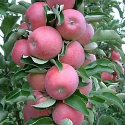 Яблоня АНТЕЙ КИЕВСКИЙ колонновидная в Мозыре