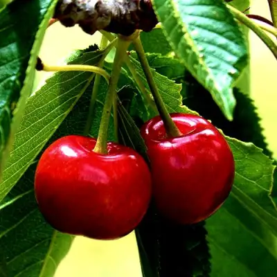 Вишня НИКА в Мозыре