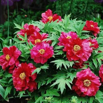 Пион КРАСНЫЙ ЛОТОС древовидный в Мозыре