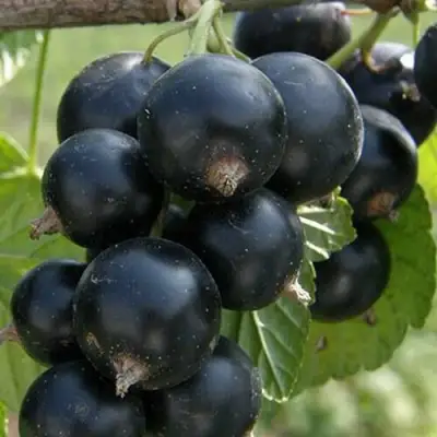 Смородина черная КЛУССОНОВСКАЯ в Мозыре