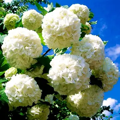 Калина БУЛЬДЕНЕЖ в Мозыре