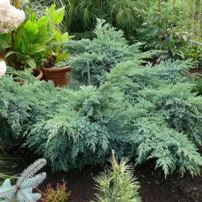 Можжевельник БЛЮ ШВЕД (СВИД) чешуйчатый в Мозыре