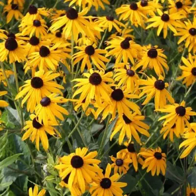 Рудбекия блестящая в Мозыре