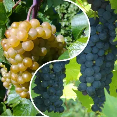 Комплект ИНЬ-ЯНЬ в Мозыре