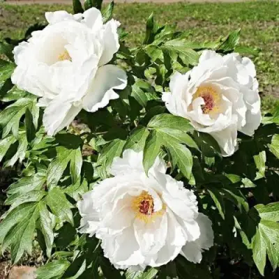 Пион ЛЕТНИЙ ДВОРЕЦ древовидный в Мозыре