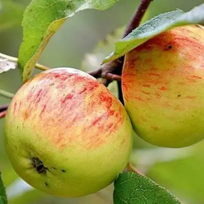 Яблоня РАНЕТКА (КОРОБОВКА) в Мозыре