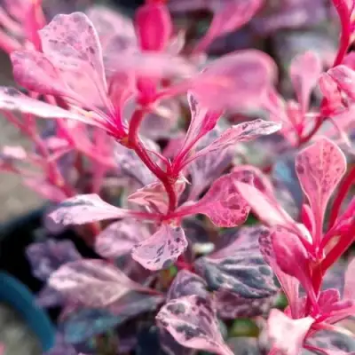 Барбарис РОУЗ ГЛОУ тунберга в Мозыре