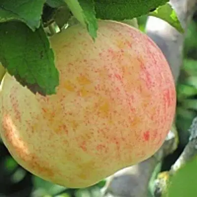 Яблоня ЛЕТНЕЕ СЛАДКОЕ в Мозыре