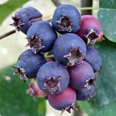 Ирга SLEYT в Мозыре