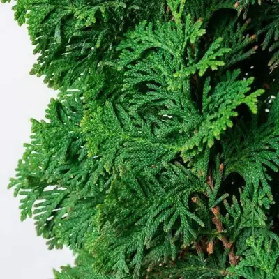 Туя СПИРАЛИС западная в Мозыре