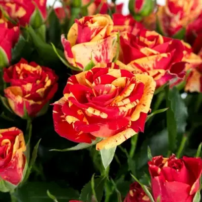 Роза ФАЙЕР ФЛЕШ спрей в Мозыре