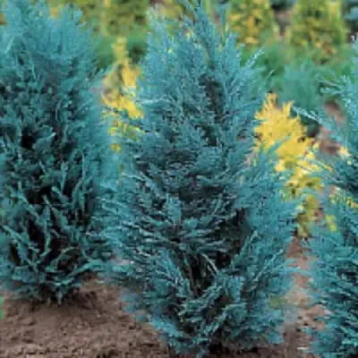 Кипарисовик ВАН ПЕЛЬТС БЛЮ лавсона в Мозыре