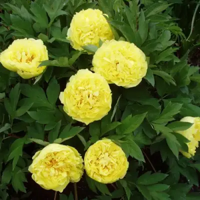 Пион ЗОЛОТАЯ КОРОНА древовидный в Мозыре