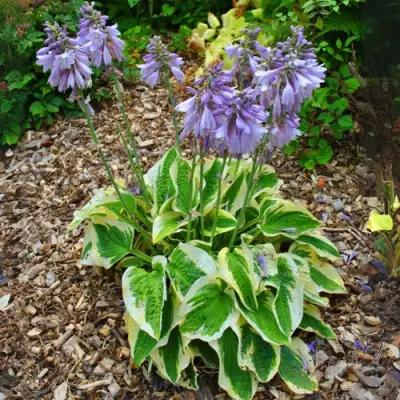 Хоста АУРЕОМАРГИНАТА в Мозыре