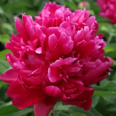 Пион ПЕСНЬ ВЕТРА травянистый в Мозыре