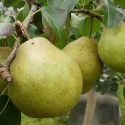 Груша ПЛАТОНОВСКАЯ в Мозыре