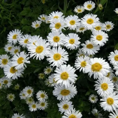 Астра АЛЬБУС альпийская в Мозыре