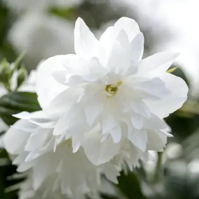 Жасмин МИНЕСОТА СНОУФЛЕЙК в Мозыре