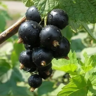 Смородина черная ПИГМЕЙ в Мозыре