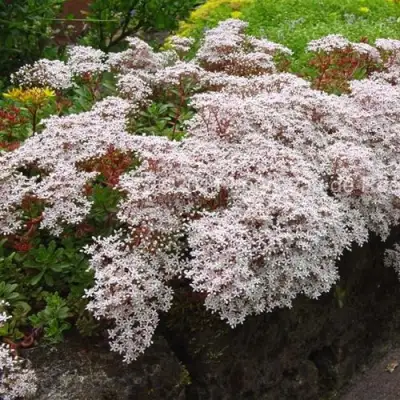 Очиток (седум) МУРАЛЕ белый в Мозыре