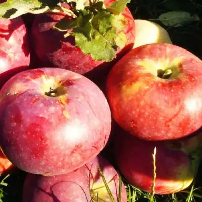 Яблоня АПОРТ в Мозыре