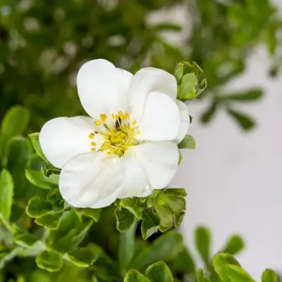 Лапчатка СНОУБЕРД кустарниковая в Мозыре