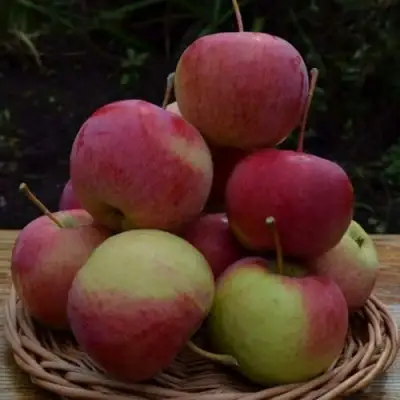 Яблоня РОДНИКОВАЯ в Мозыре