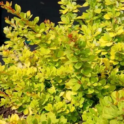 Барбарис СЕНСЕЙШЕН тунберга в Мозыре