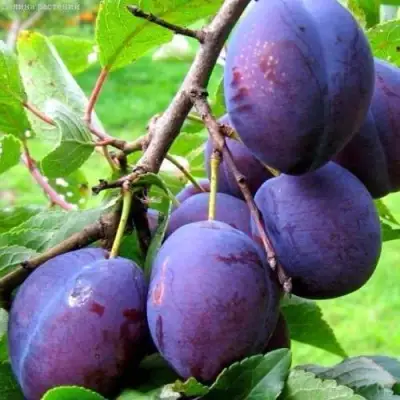 Слива ВЕНГЕРКА БЕЛОРУССКАЯ в Мозыре