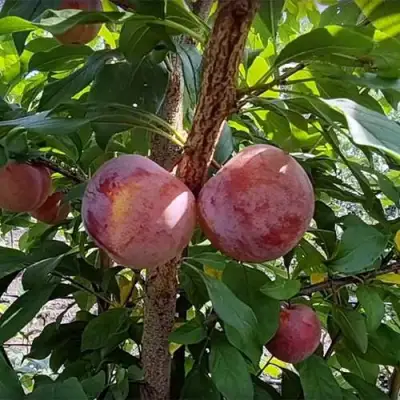 Плуот ГЕО ПРАЙД в Мозыре