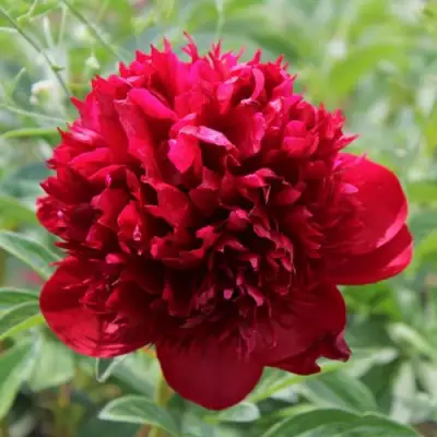 Пион РЕД МЭДЖИК травянистый в Мозыре