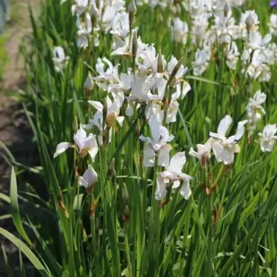 Ирис АЛЬБА сибирский в Мозыре