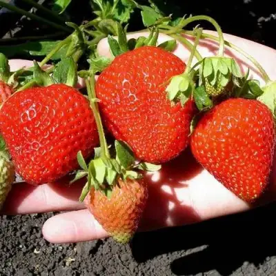 Клубника САН АНДРЕАС ремонтантная в Мозыре