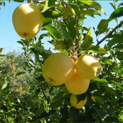 Яблоня ГОЛДЕН МИЛЛЕНИУМ в Мозыре