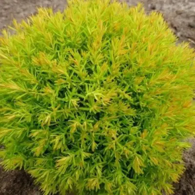 Туя АННИЕК западная в Мозыре