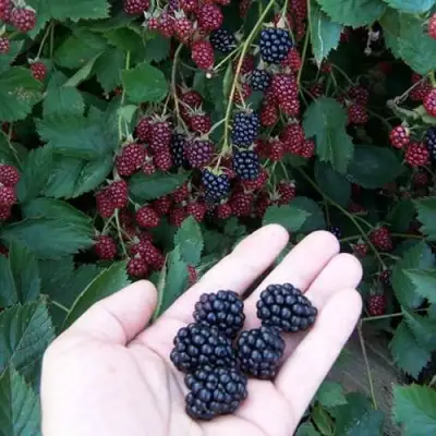 Ежевика ОРКАН бесшипная  в Мозыре