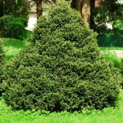 Ель ОЛЕНДОРФИ обыкновенная в Мозыре