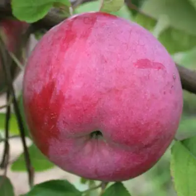 Яблоня БРЯНСКОЕ РОЗОВОЕ в Мозыре