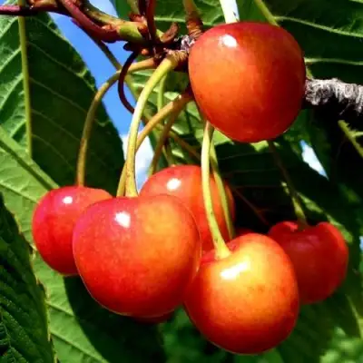 Черешня ФАТЕЖ в Мозыре