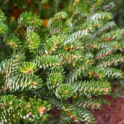 Пихта белая в Мозыре