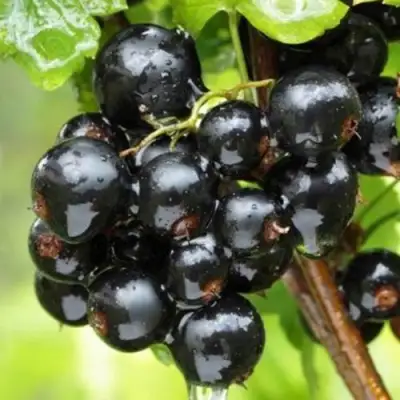 Смородина черная БЫЛИННАЯ (ВЕРНОСТЬ) в Мозыре