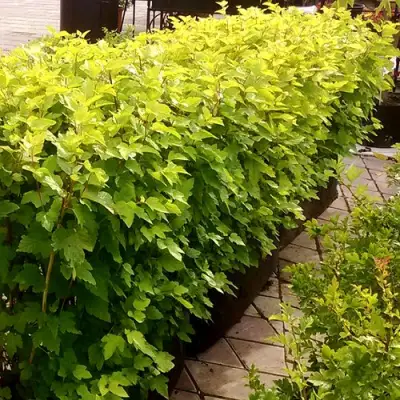 Комплект АНГЕЛ ГОЛД в Мозыре