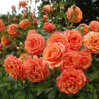 Роза БЕЛЬВЕДЕР шраб в Мозыре