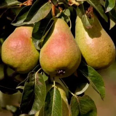 Груша РУССКАЯ КРАСАВИЦА (КРАСАВИЦА ЧЕРНЕНКО) в Мозыре