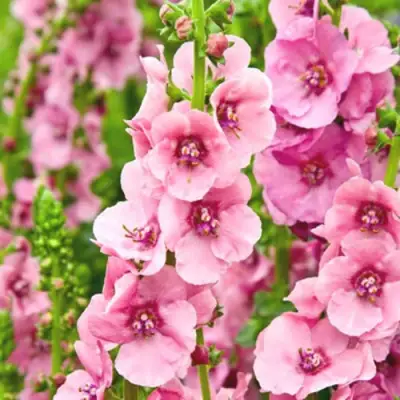Коровяк ПИНК ДОМИНО гибридный (вербаскум) в Мозыре