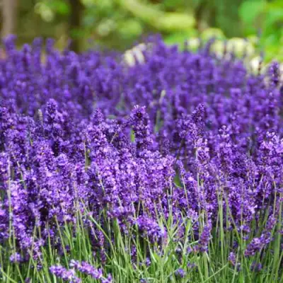 Лаванда Хидкот