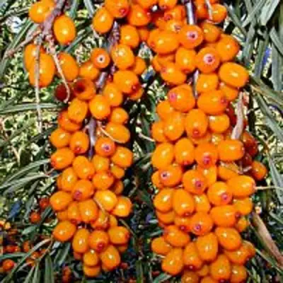 Облепиха СУДАРУШКА в Мозыре